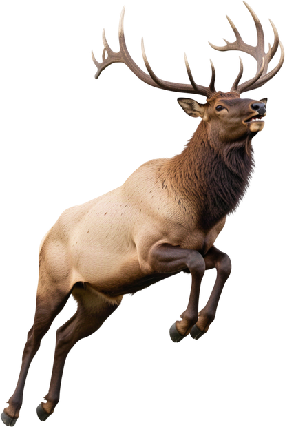 Elk