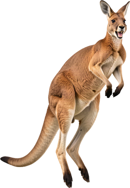 Kangaroo